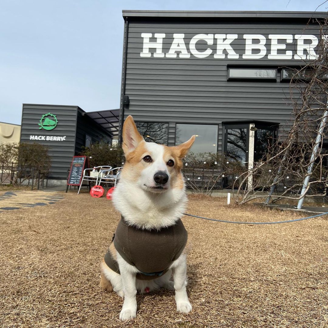 ワンちゃんをお連れの方へのお願い | ハックベリー（HACK BERRY